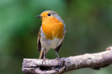 European Robin (Erithacus rubecula)