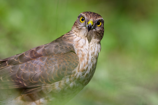 Sparrowhawk portrait (Accipiter nisus)