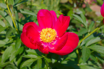 Red peony in the garden.