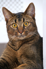 Cute playful part Abyssinian male kitten looking wide eyed at the camera