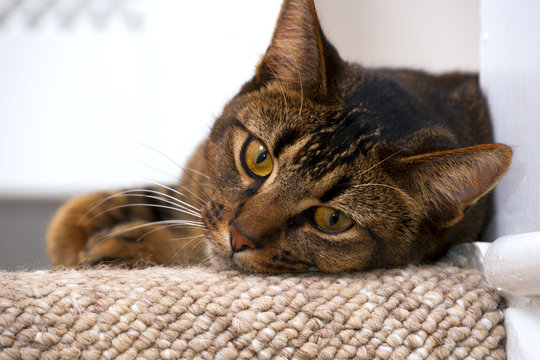 Cute playful wide-eyed part Abyssinian young male cat watches curiously lies on the top stair watching