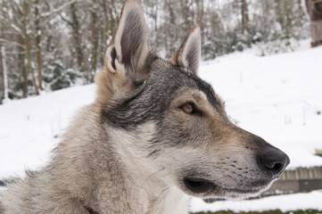 Fototapeta na wymiar Chien loup tchèque dans la neige