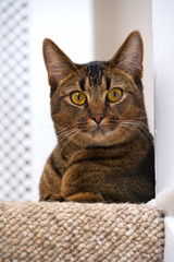 Cute playful wide-eyed part Abyssinian young male cat watches curiously lies on the top stair watching