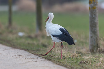Fototapeta premium storch auf der straße