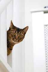 Cute playful wide-eyed part Abyssinian young male cat peers through the banisters