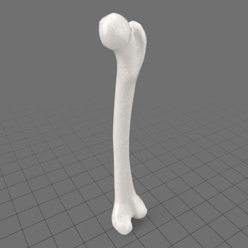 Stylized human femur bone