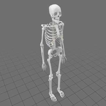 Stylized human skeleton