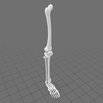 Stylized human bones, leg and foot