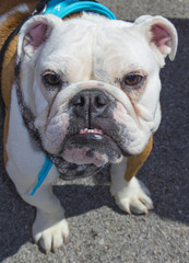 Sweet white bulldog looking straight at camera with teeth showing and droopy eyes wearing a turquoise scarf