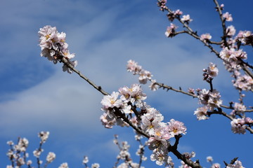 Almond blossom in February.