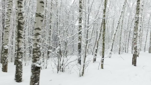 Winter birch forest in the snow. Snow and large snow drifts on the ground and the branches of trees. Camera movement