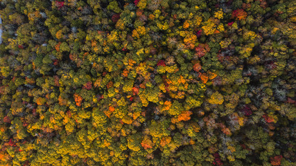Drone aerial view of a forest during peak fall foliage in the morning with a road in the middle.