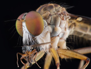 robberfly with prey