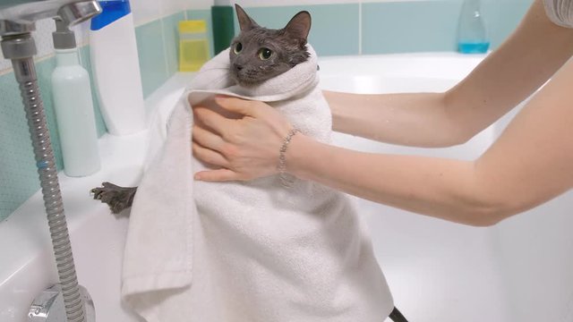 Bubble bath a small gray stray cat, woman washes the cat in the bathroom. wipes the animal with a towel
