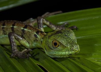Plumed basilisk AKA emeral basilisk (Basiliscus plumifrons) juvenile, Tortuguero National Park, Costa Rica