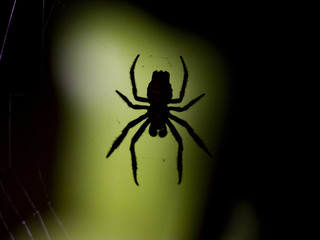 Spider silhouette, Cahuita, Costa Rica
