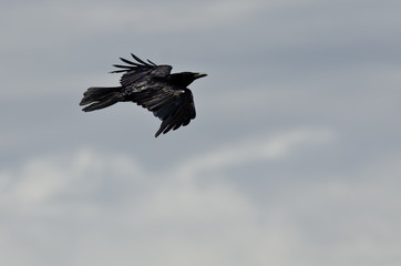 Common Raven Flying in a Blue Sky