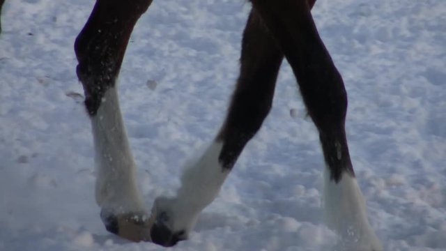 Horse and rider gallop in the snow - a view of the feet and hooves. Riding a horse in winter.