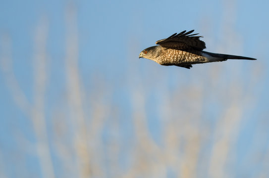 Sharp-Shinned Hawk Flying in a Blue Sky