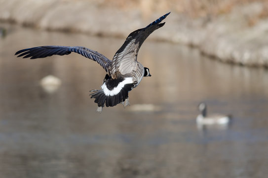 Canada Goose Landing on the Water