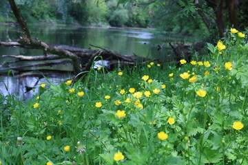 nature, flower, green, spring, grass, flowers, yellow, summer, water, landscape, garden, plant