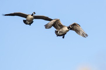 Two Canada Geese Flying in a Blue Sky