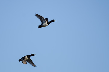 Two Ring-Necked Ducks Flying in a Blue Sky