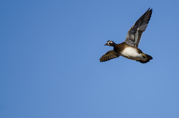 Female Wood Duck Flying in a Blue Sky