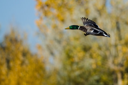 Male Mallard Duck Flying Past the Golden Autumn Trees