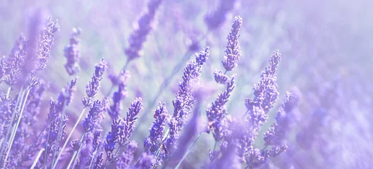 Papier Peint photo Lavande Champ de lavande violette à effet de lumière douce pour votre arrière-plan floral sur un en-tête ou une bannière Web horizontale. Saison estivale en Provence - fleurs de lavande fraîches aux couleurs pastel de ton ultraviolet.