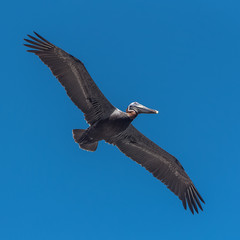Brown pelican, bird flying, trying to catch a fish in the sea

