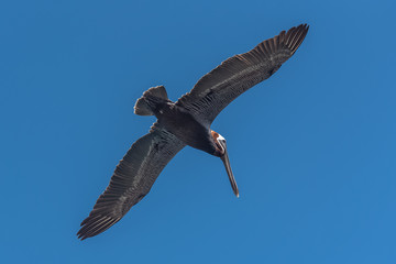 Brown pelican, bird flying, trying to catch a fish in the sea
