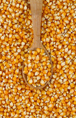 dried corn kernels