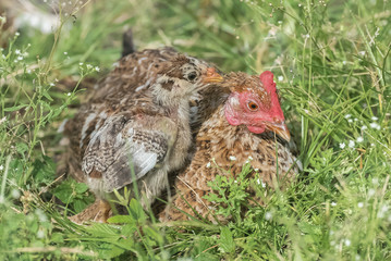 Hen and chicken, mother and baby on the grass 
