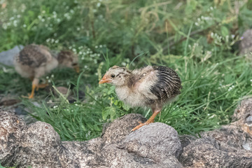 Yellow chick, baby chicken climbing on a rock
