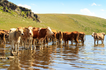 Outdoors cattle herd. Animals near the lake.