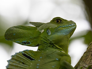 Plumed basilisk AKA emeral basilisk (Basiliscus plumifrons), Cahuita National Park, Costa Rica
