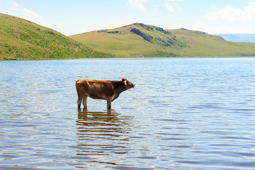 Outdoors cattle. Animals in the lake.