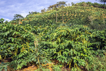 Fototapeta na wymiar Coffee plantation 