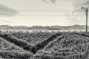 view of the green shore of the lake, the road and the lamppost