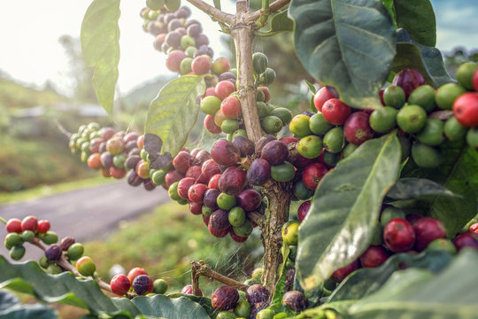Coffee plantation 