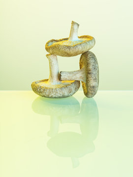 Mushrooms 2