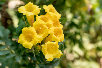 Yellow trumpetbush flowers with green leaves background. yellow bells or yellow elder plant (tecoma...