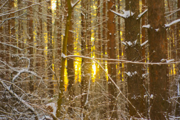Абстракция-переплетение ветвей в зимнем лесу.