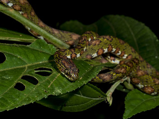 Stejneger's snaileater AKA lichen-colored slugeater (Sibon longifrenis), La Fortuna, Costa Rica