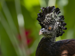 Great curassow (Crax rubra) female, La Fortuna, Costa Rica