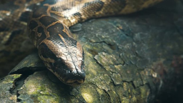 Close up video &mdash; Burmese python moving on the branches in wet tropical jungle. 