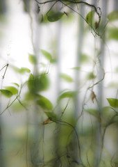 Plants outside window