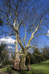 Ahornblättrige Platane im Schlosspark Krumke