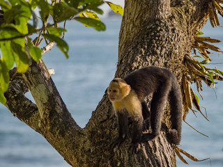 White-faced capuchin monkey (Cebus capucinus), Manuel Antonio National Park, Costa Rica